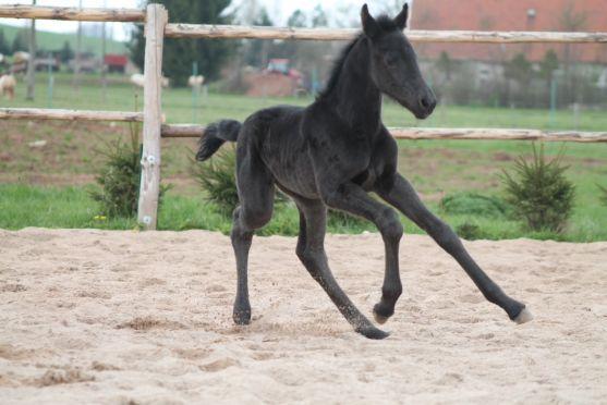 Vymyslete jméno pro právě narozené hříbě