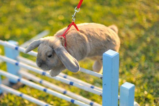 Králíci z Broumova uspěli na Grand Prix v Poděbradech