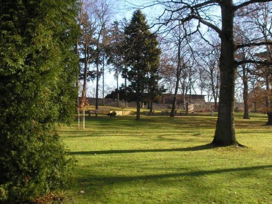 V broumovském Schrollově parku je nutné pokácet sedm smrků ztepilých