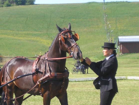 Ředitel závodů spřežení v Polici nad Metují o jejich budoucnosti i vzniku