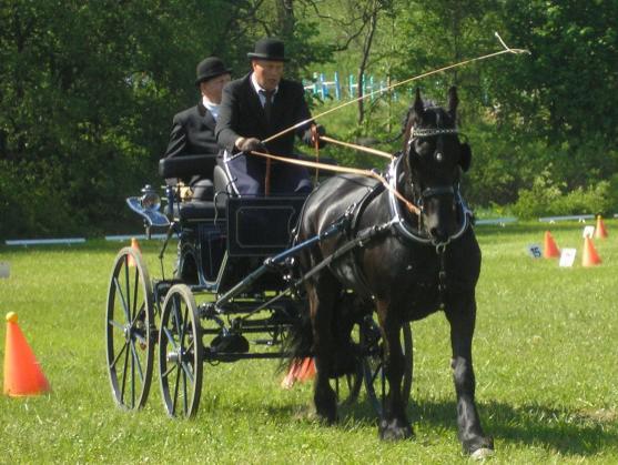 Mezinárodní závody koňských spřežení pořádali o víkendu v Polici nad Metují