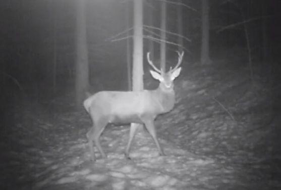 Nové záběry zvířat z fotopastí na Broumovsku