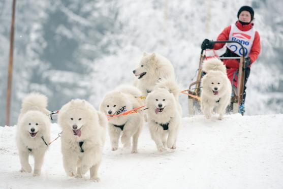 Janovičky patřily musherům a jejich psům