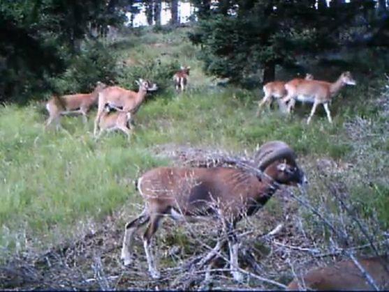 Další záběry lesní zvěře Broumovska natočené fotopastí