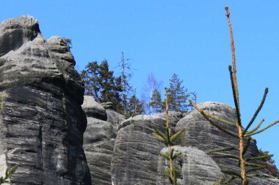 Začalo pozorování hnízdících sokolů v Teplických skalách