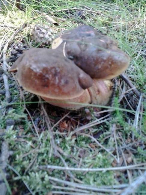 Nabídka akcí na Boumovsku pro víkend od 22. do 24. srpna