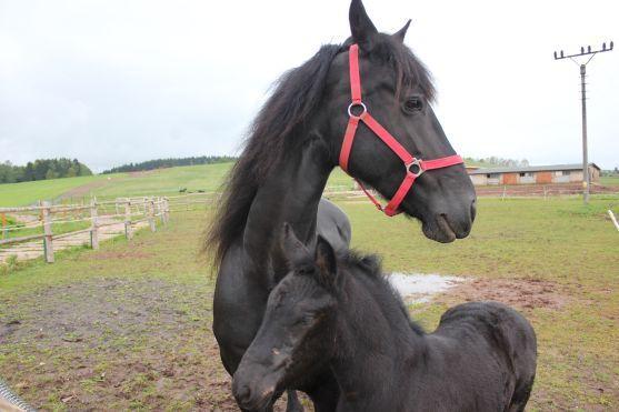 Hříbě má své jméno. Na křtu zahrají Zelenáči