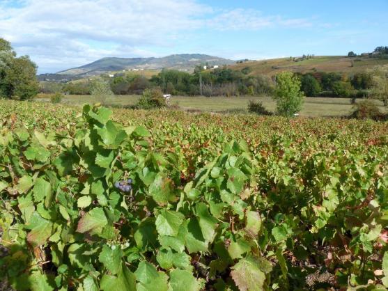Pečená husa versus kohout na víně aneb Čecha prezervativy nepotěší 