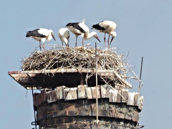 Kdepak jsi byl, čápe? 