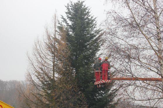 Broumovský vánoční strom je z Šonova