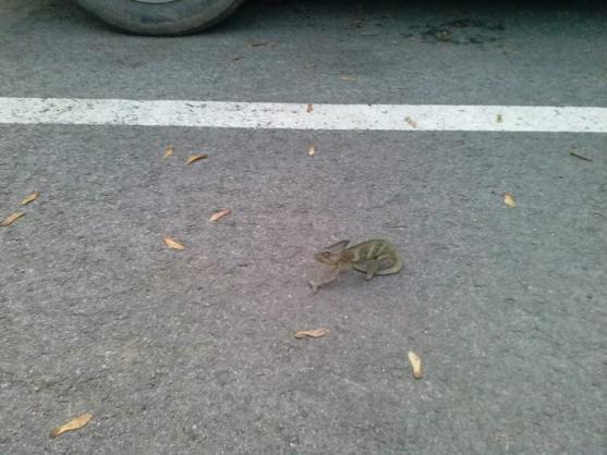 Na broumovském sídlišti se našel chameleón