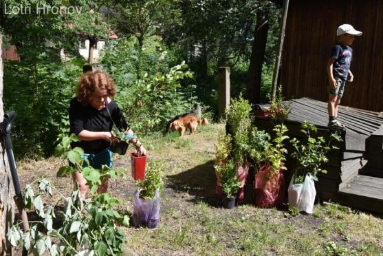 Rodiče dětí kuli na internetu pikle. Pak zasadili nový živý plot 