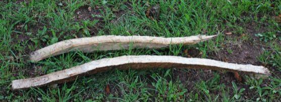 Do dubu v broumovské klášterní zahradě uhodil blesk