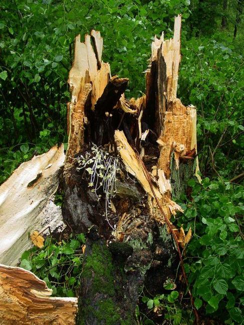 Památná Husitská lípa na Ostaši padla vichrem
