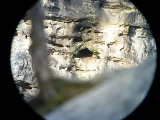 Hnízdění sokolů v Teplických skalách skončilo předčasně