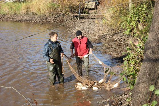 Ryby z rybníku v Hejtmánkovicích lovili hasiči