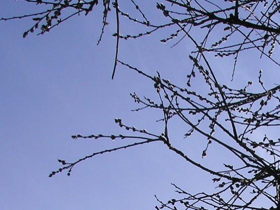 Letos oslavujeme v Evropě Velikonoce v rozpětí 5 týdnů a Inge Birke, rodačka z Jetřichova, nám připomněla velikonoční Svatý týden na Broumovsku za starých časů 