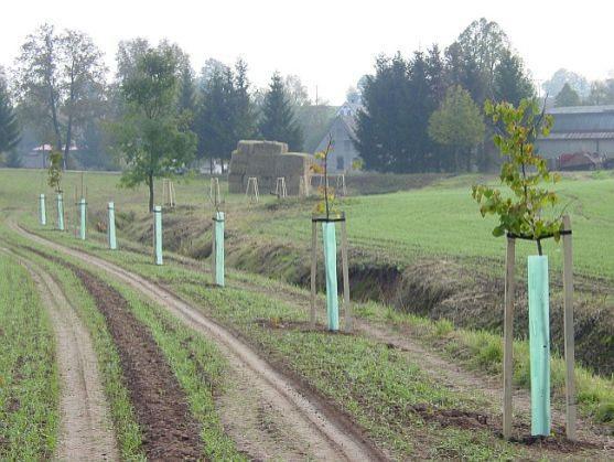 Malá slavnost stromů Broumovska