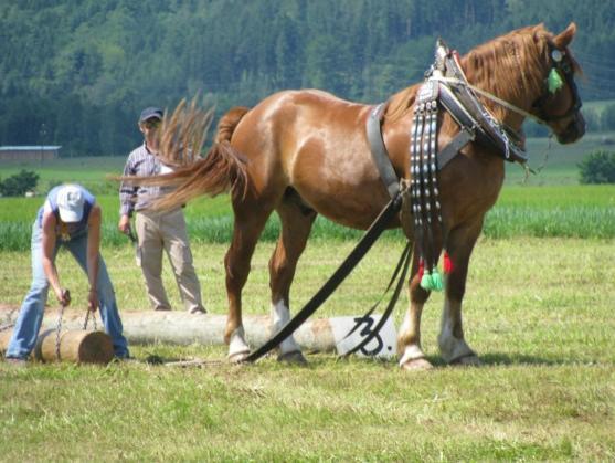 Kvalifikace koní na mistrovství republiky se jela v Martínkovicích u Broumova