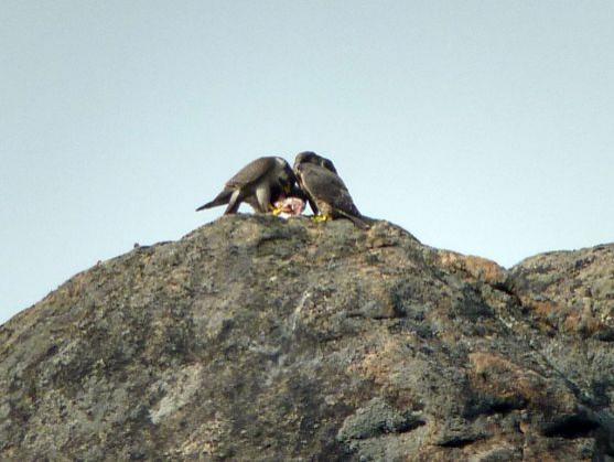 Sokoli v CHKO Broumovsko vylétli z hnízd