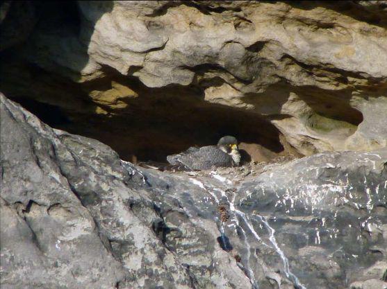 Rekordní počet hnízdících sokolů v CHKO Broumovsko. Letos poprvé i s pozorováním pro veřejnost