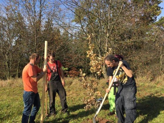 Stromodění vysázelo 50 stromů