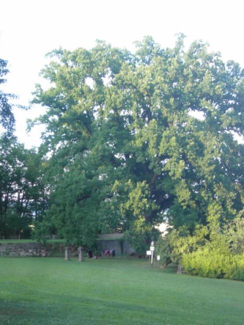 Dub v broumovské klášterní zahradě obsadil krásné 5. místo v anketě Strom roku 2011