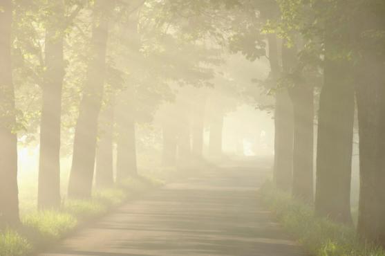 Šonovská javorová alej je nominovaná v soutěži Alej roku 2011