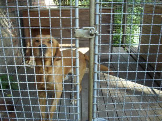 V Teplicích nad Metují hledají majitele zaběhlého psa