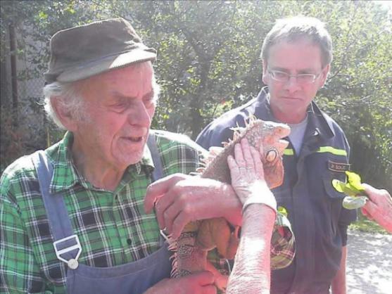 V Polici nad Metují se procházel leguán