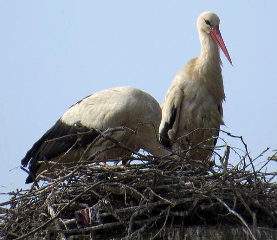 Na pivovarském komíně v Olivětíně se vylíhla čápata 