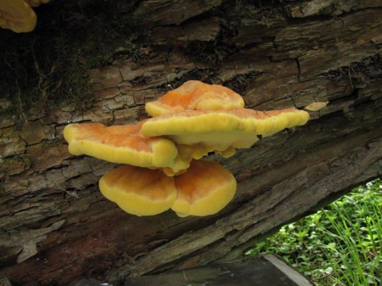 Otevírání lesa na Broumovsku aneb první osvětová akce v roce 2020 pro houbaře a mykology 