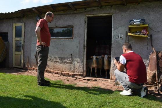 Hejtman Královéhradeckého kraje nepřipouští konec pastevectví 