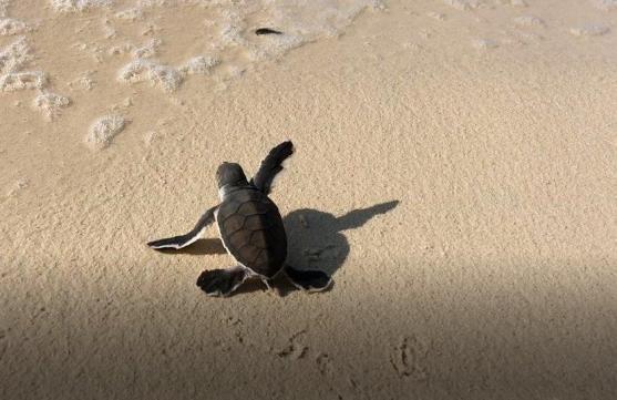 Sestry Kulichovy pomáhají želvám na Borneu, přidejte se i vy! 