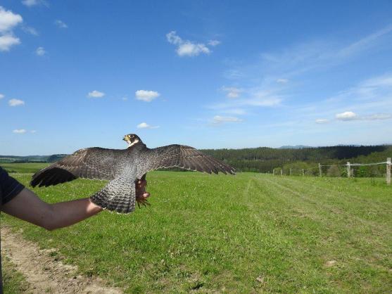 Mladí sokoli vylétli ze skal Broumovska