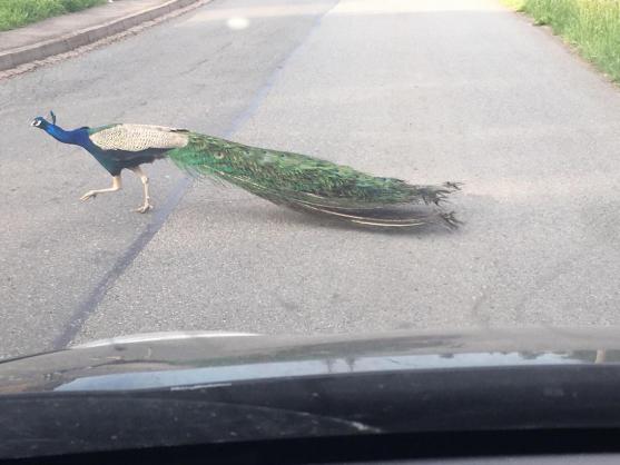 Řidiči, pozor na pávy!