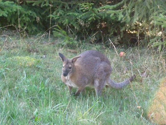 Dva klokani z farmy Wenet v Broumově si udělali krátký výlet