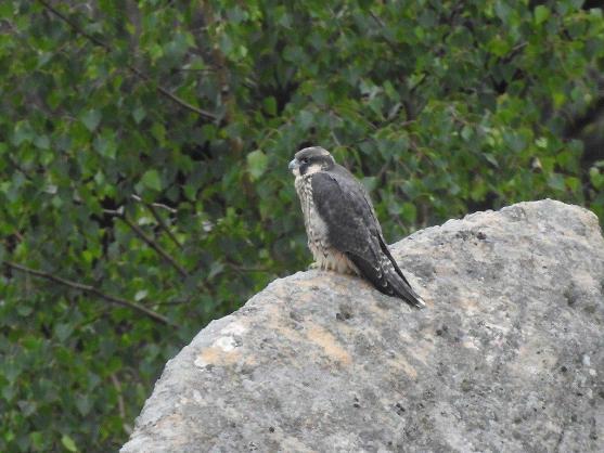 Pět mladých sokolů létá nad Broumovskem