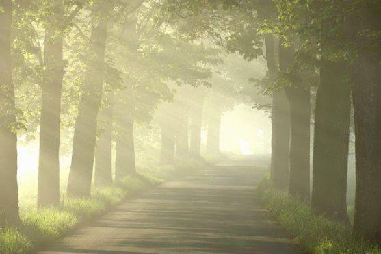 Pozvánka na Malou slavnost stromů Broumovska