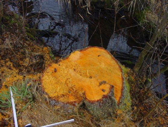 Kácení stromů bez povolení – jak (ne)spadnout do průšvihu