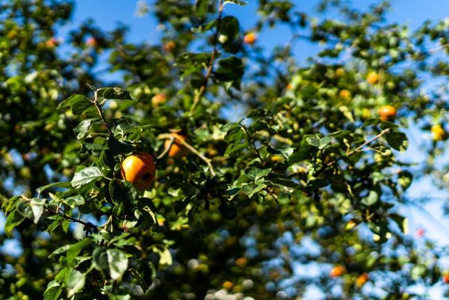 Štrúdlojízda vyvrcholila vítězstvím jabloně u Lidmanů z Machova v anketě Strom roku 