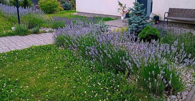 Police nad Metují: Rozkvetlé město 2024