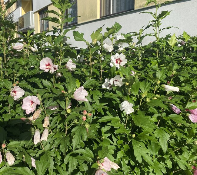 Police nad Metují: Rozkvetlé město 2024