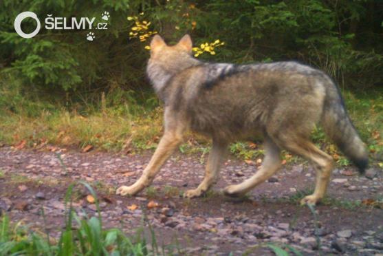 Na Broumovsku se druhý rok po sobě narodila vlčata