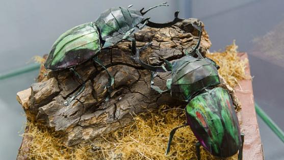 Červenec bude v Muzeu papírových modelů v Polici nad Metují plný her, zábavy a překvapení