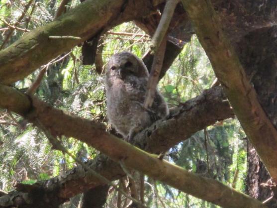 Ve skalní dutině na Křížovém vrchu hnízdí puštík