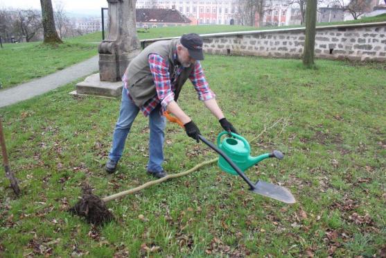 V klášterní zahradě byl zasazen nový vzácný strom Dřezovec trojtrnný