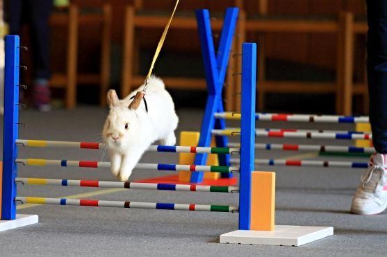 Sportovní disciplína Králičí hop bude mít své závody v Broumově