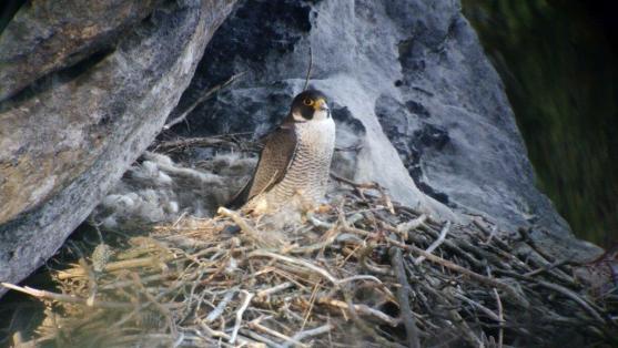 Sokoli si zamilovali skalní vyhlídky v CHKO Broumovsko