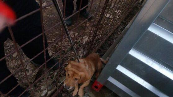 V broumovském útulku zachránili psa. Po majiteli pátrají